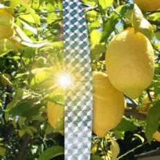 Pestrol Bird Scare Tape