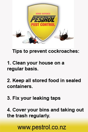 Tips To Prevent Cockroach Infestation In Your Home