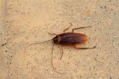 cockroach-pests