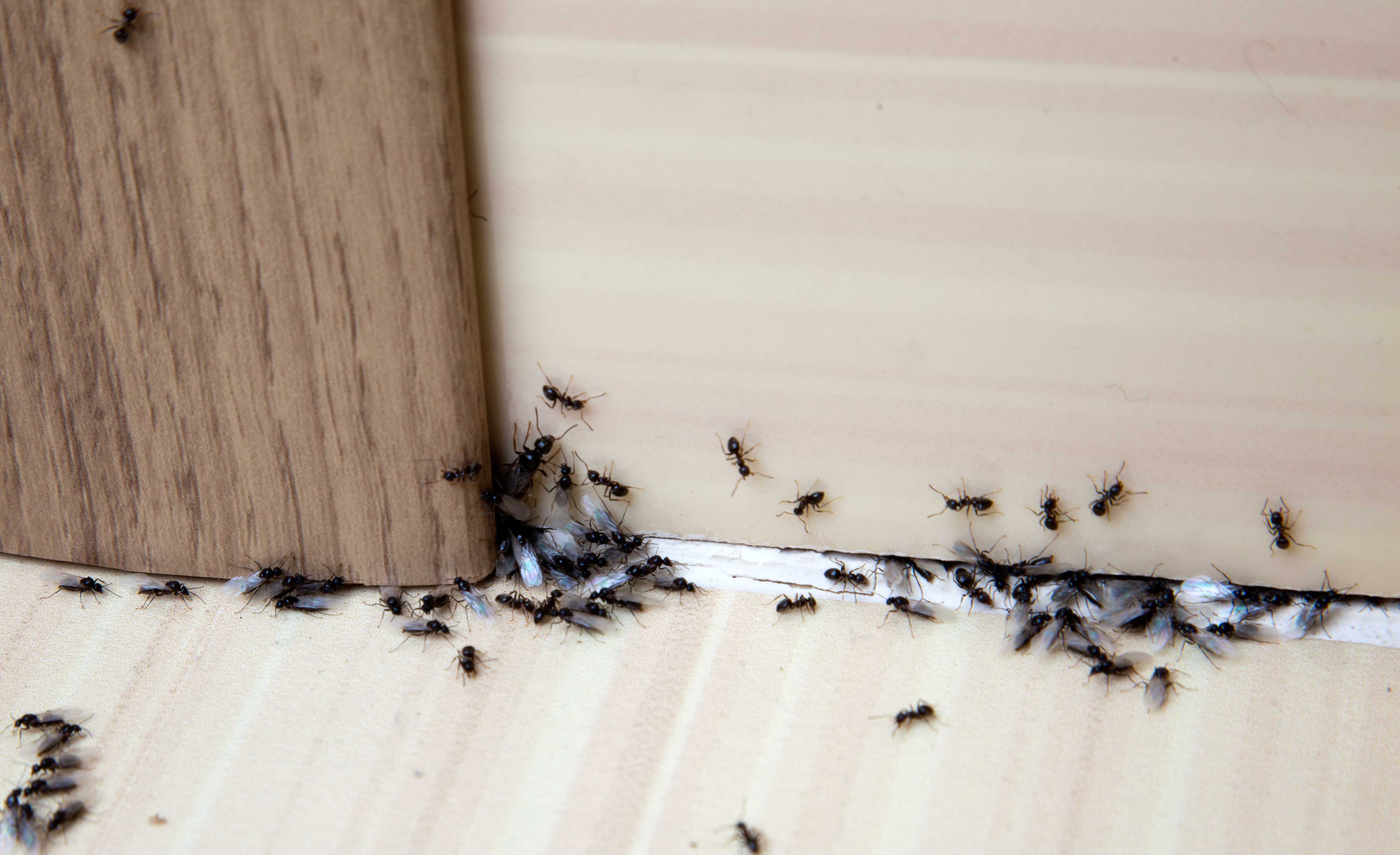 Ants Pests