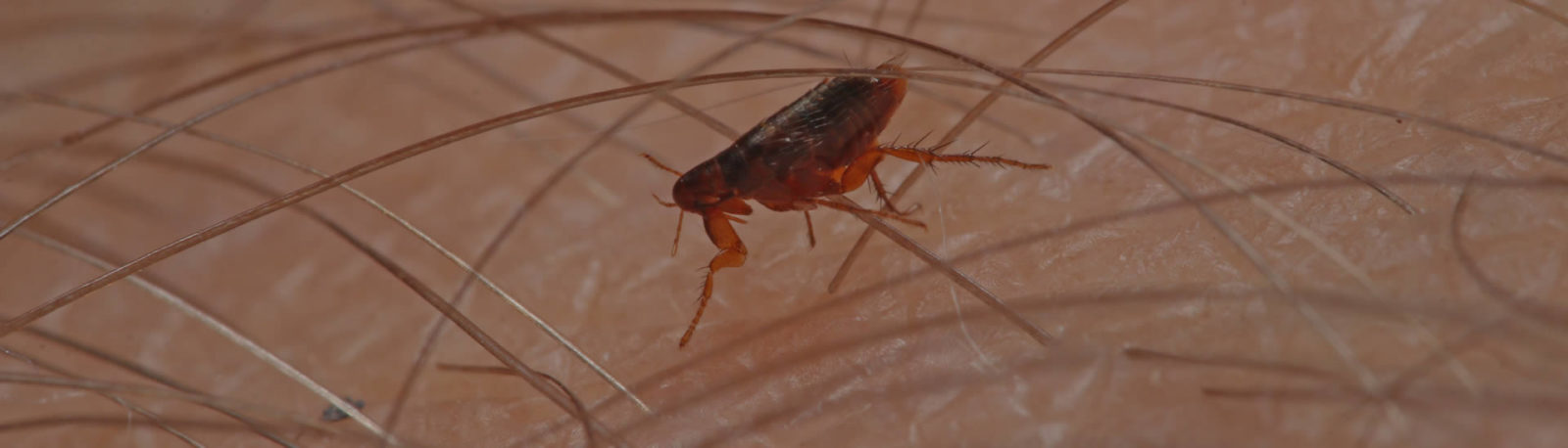 Flea Pest