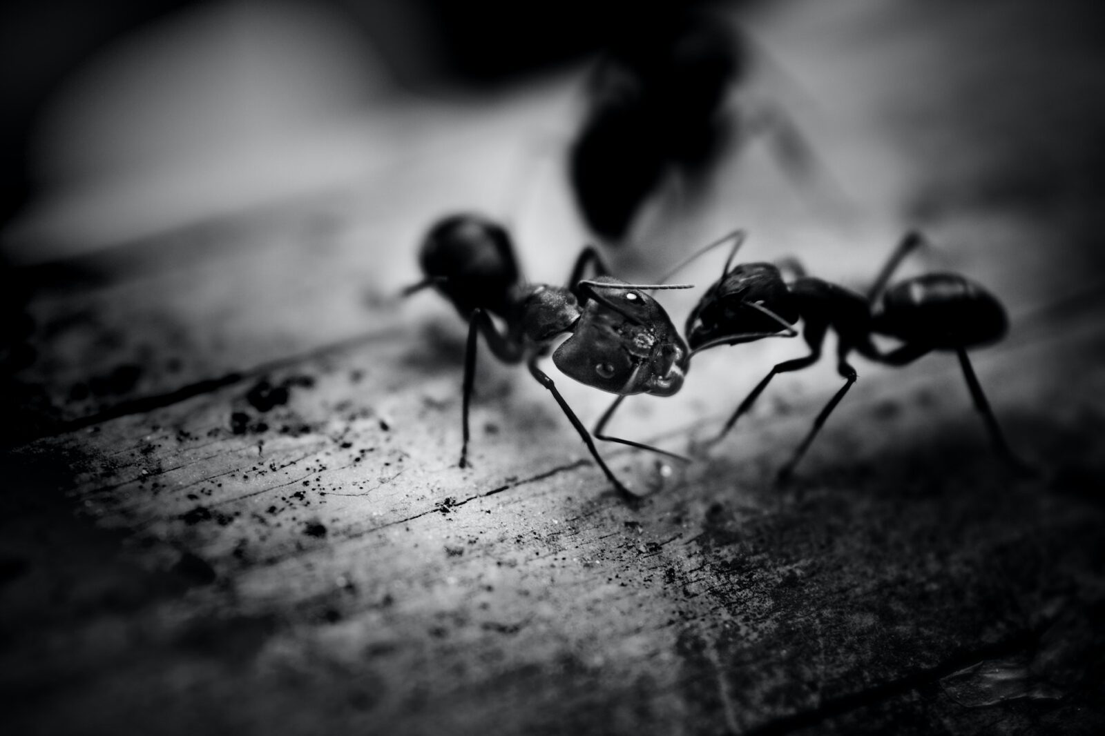 Blacks Ants
