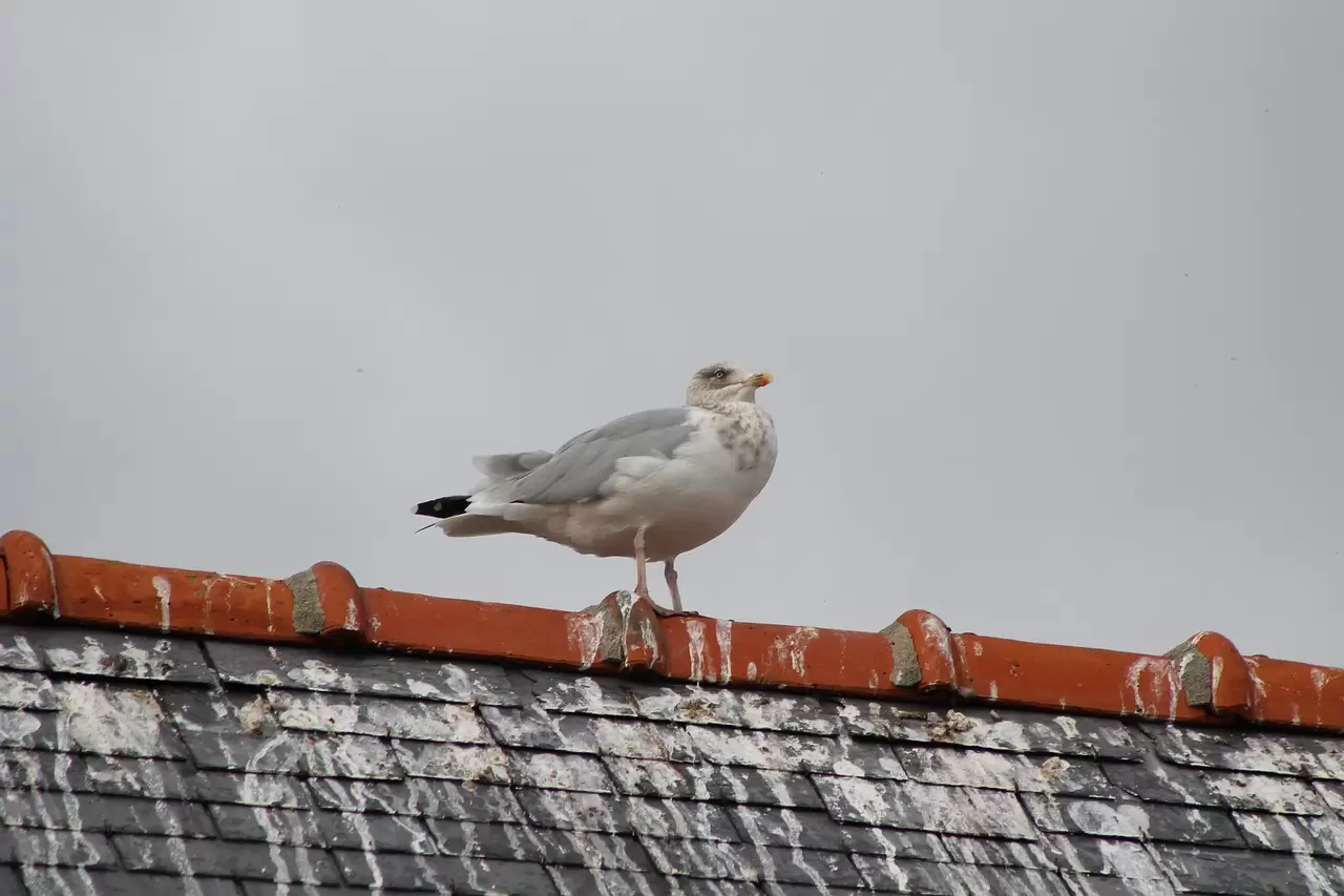 Pigeon On Roof