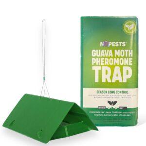 guava moth