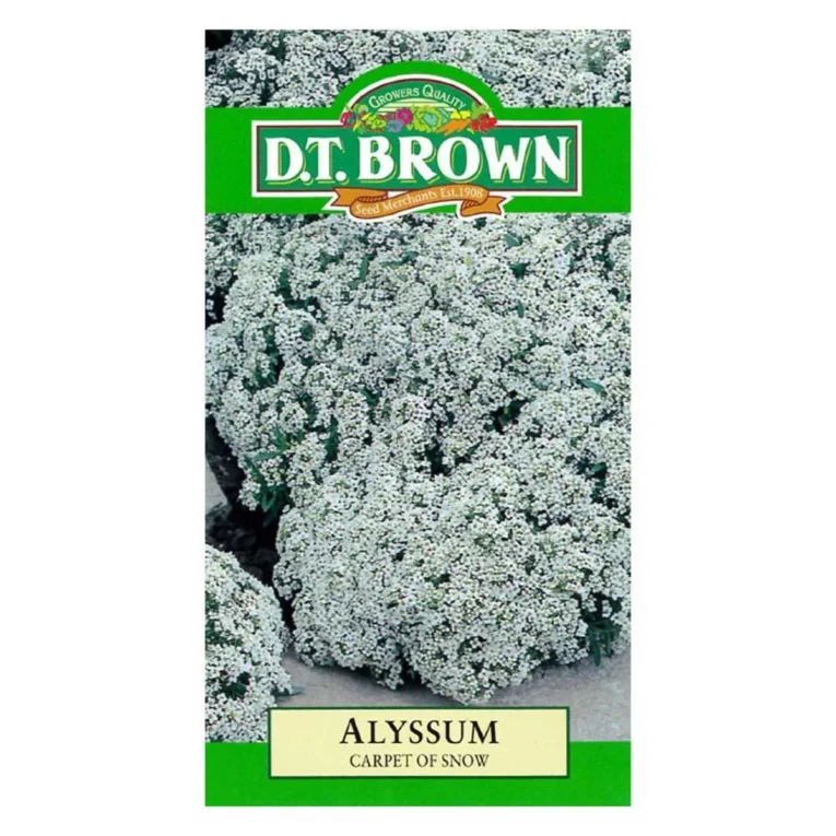Alyssum Carpet Of Snow | Pestrol