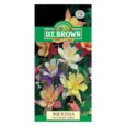 Aquilegia Long Spurred Hybrid | Pestrol
