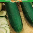Long Green Cucumber | Pestrol