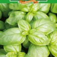 Sweet Basil | Pestrol
