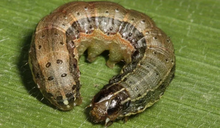 Fall Army Worm Monitoring Kit | Pestrol