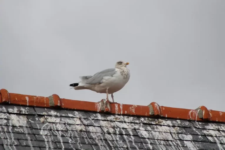 Bird Spikes: The Feathered Friends' Friendly Foe